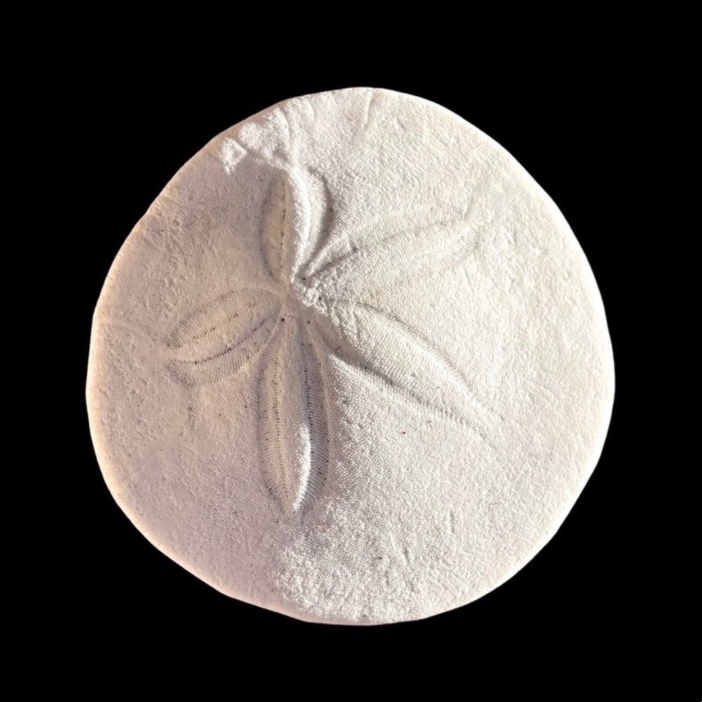 50 perfect and almost perfect sanddollars